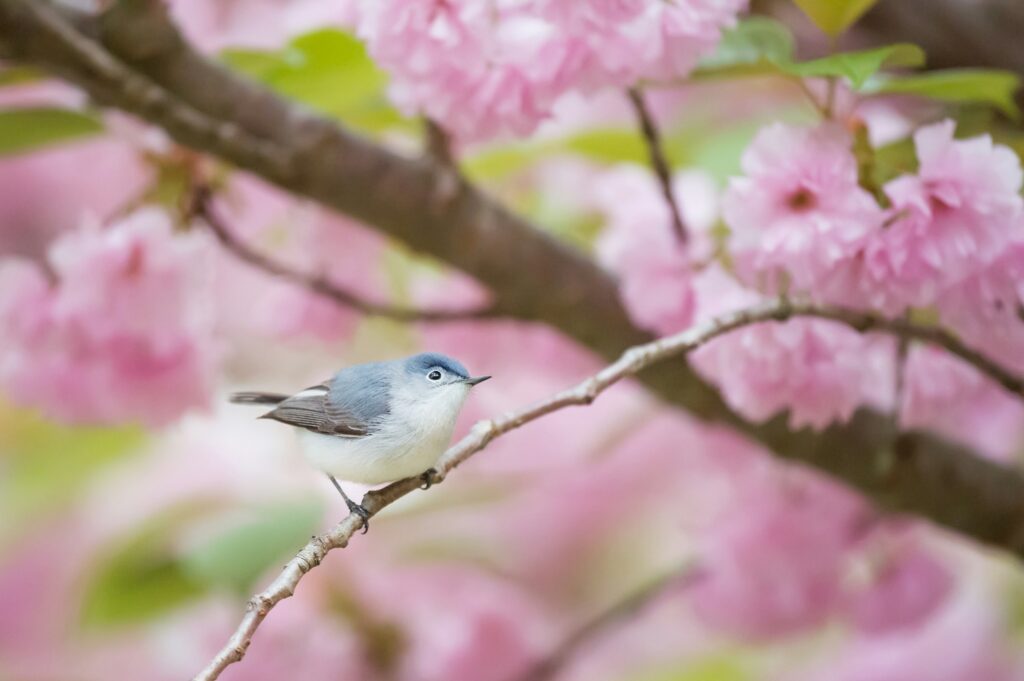 oiseau arbre avec des pétales roses